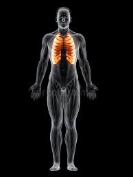 Try the stretches below to help improve your posture. Intercostal Muscles Stock Illustrations 199 Intercostal Muscles Stock Illustrations Vectors Clipart Dreamstime