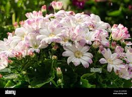 Image result for Cineraria deltoidea