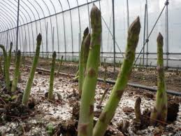 アスパラガスの育て方のコツは 苗植えから収穫までを詳しくご紹介 暮らし の