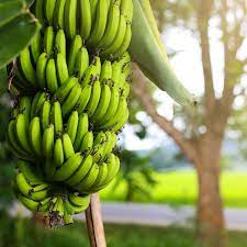 Check spelling or type a new query. A Guide To Dwarf Cavendish Banana Trees This Old House