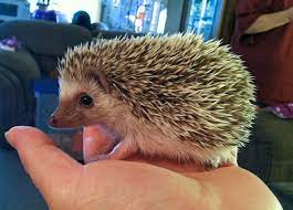 Pin On Cute Funny Or Just Plain Cool