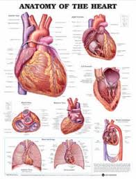 Anatomy Of The Heart Anatomical Chart Poster Print Heart
