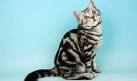 British Shorthair silver tabby kittens join the Secret Service