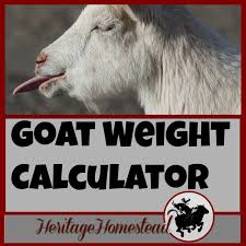 How Do I Know My Goat S Weight Have You Ever Ask The Question How To Weigh My Goat Here Are Four Ways To Weigh Your Goat And Goats Raising Goats