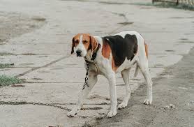 Image result for Harrier dog