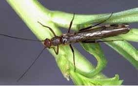 Image result for Nicolasia stenoptera