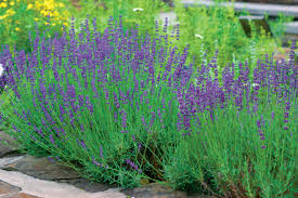 Check spelling or type a new query. 3 Things That Don T Work Reliably As Deer Repellent Finegardening