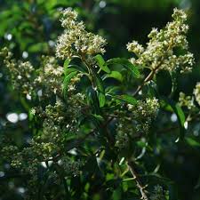 Image result for Heteropyxis natalensis