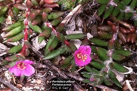 Image result for Portulacaceae