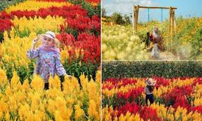 Pantai samas jogja merupakan pantai yang cukup populer di kalangan anak muda. Taman Bunga Pantai Samas Objek Wisata Kebun Bunga Yang Colorful Di Kawasan Pantai Samas Bantul Jogjakarta