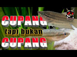 Ikan cupang atau ikan yang bernama latin betta sp merupakan salah satu ikan hias yang memiliki kecantikan luar biasa. Betta Vitata Cupang Sawah Youtube