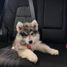 Siberian husky tp spring flag: Dog Breed 101 Is The Husky Poodle Mix A Great Doodle To Have K9 Web