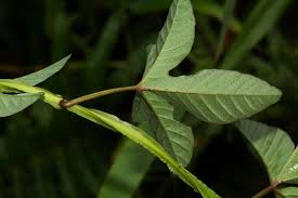 Image result for Merremia pterygocaulos