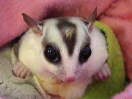 Fun Tips Tricks Critter Love Sugar Glider Pets Food More