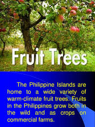 So while other trees are growing taller, your tree is growing fruit. Fruit Bearing Trees Philippines Mango