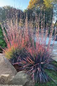 Image result for Schizachyrium