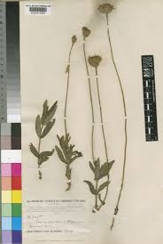 Image result for Hypericophyllum elatum