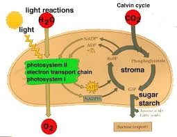 Photosynthesis What Really Happens 6h2o 6co2 Yields 6o2 C6h12o6 Photosynthesis And Cellular Respiration Photosynthesis Cellular Respiration