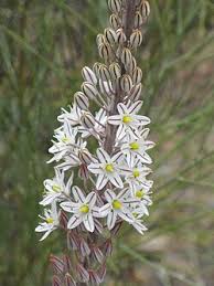 Image result for Drimia calcarata