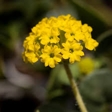 Image result for Erucastrum arabicum