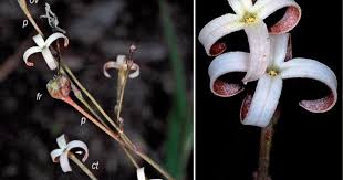 Image result for Kohautia