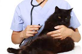 Maybe you would like to learn more about one of these? Dale Mabry Animal Hospital Tampa Fl Vet Appointments Boarding Emergency