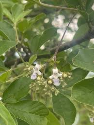 Image result for Vitex obovata