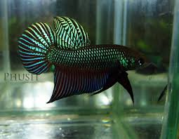 Fwbettas1415379412 Wild Betta Smaragdina Male Aquarios