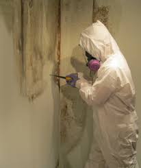 Mold Removal & Mold Remediation Experts in South & Central FL