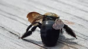 We did not find results for: Do Carpenter Bees Sting The Infinite Spider
