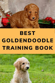 They usually have a gentle character, are affectionate if you plan to get a goldendoodle puppy for the first time you might ask yourself how to house train it efficiently. Best Goldendoodle Training Books 2021 S Greatest Options
