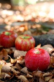 Apples Are One Of Autumn S Best Jewels Browse Autumn Inspired Patterns And More At Www Anniescatalo Foglie Che Cadono Fotografia Di Autunno
