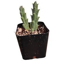 Image result for Huernia erectiloba