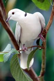 Small Brown Bird With White Ring Around Neck Ring Neck Dove Like Their Cooing Even In The Strangest Times Of Night Birds Colorful Birds Pet Birds