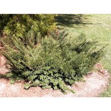 This is a relatively low maintenance shrub, and is best pruned in late winter once the threat of extreme cold. Jc Raulston Arboretum Our Plants Search Results