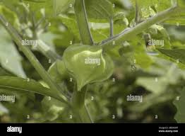 Image result for Physalis pubescens