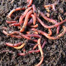 How do the worms get up to the third container,do you need to build a high spot so they can get to the holes. How To Make A Worm Bin Diy Mother Earth News