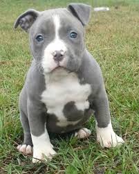 Wonderful Blue Nose Pitbull Puppies Image Collection Cats Dogs And Animal Pictures Choose from 5200+ moe puppy graphic resources and download in the form of png, eps, ai or psd. wonderful blue nose pitbull puppies