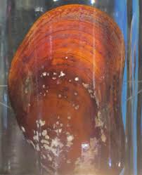 Image result for Platycaulos