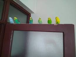 muhabbet kusu on instagram askin 6 sekli muhabbetkusu muhabbetkusu muhabbetkusuuretimi muhabbetkusum muhabbetkususeverle beautiful birds decor birds