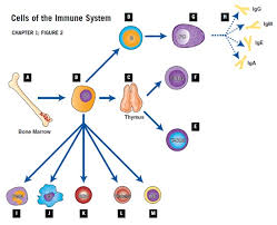 the immune system and primary immunodeficiency immune