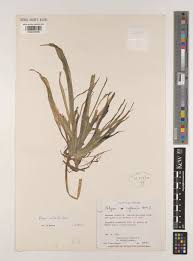 Image result for Blyxa hexandra