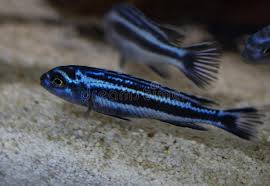 Think 4' 75 gallon aquarium +. 188 Melanochromis Photos Free Royalty Free Stock Photos From Dreamstime
