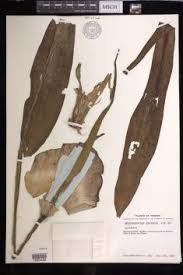 Image result for Amorphophallus goetzei