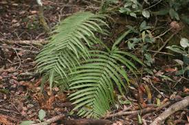 Image result for Amblovenatum opulentum