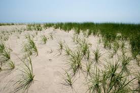 The Vineyard Gazette