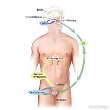 Goserelin is a type of hormone therapy. Hormone Therapy For Prostate Cancer Fact Sheet National Cancer Institute