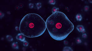 Check spelling or type a new query. Animal Cell Organelles And Functions Grade 8 Structure And Function Of Cells