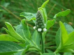 Image result for Sphenoclea zeylanica