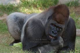 The punch force of a gorilla could be 1300 to 2700 pounds. Quotes About Gorillas 70 Quotes